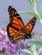 Image of Monarch butterflies have the potential to be placed on the endangered species list after a huge population drop.