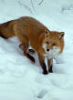 Image of For the first time in 100 years, the Sierra Nevada red fox has been spotted in the Yosemite National Park. 