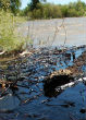 Image of Though it's not the first oil spill in the Yellowstone River, this incident left thousands without clean water.