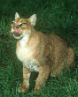 Image of The African golden cat is the least known and most elusive cat on Earth.