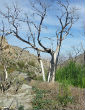 Image of Many of California's giant trees are dying off, and scientists believe climate change is the primary factor, as smaller trees more adaptable to dryer and warm climates flourish.