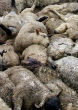 Image of While not common in larger animals, as this photo shows, large animals are susceptible to mass die-offs.