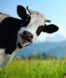 Image of Genetically engineered cows are being vaccinated against a variety of deadly diseases with hopes of finding curing antibodies. 