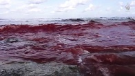 Image of Then, as they deliberately and simultaneously beheaded the 21 Christian Martyrs, they showed their blood flowing into the sea. 