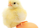 Image of One little egg is packed with vitamins essential to your health!