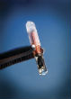 Image of The future of human tracking may entail these tiny microchips, implanted beneath the skin.