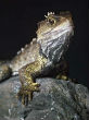 Image of New Zealand's tuataras will be one of the species affected by climate change.