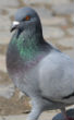 Image of A pigeon captured in India may belong to a breeder who was captured by the Islamic State in early 2015.