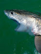 Image of Young great white sharks often swim along the California coast, eating small fish until they grow larger.