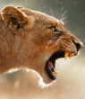 Image of A lion [not pictured] attacked a tourist during the safari tour.