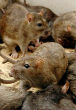 Image of Rat infestation in Indian hospital leads to gruesome newborn death.