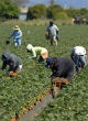 Image of Workers harvest plants.