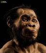 Image of A reconstruction of what scientists believe Homo naledi looked like (National Geographic Society).