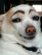 Image of Dogs are hilarious (Maguzz)!