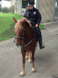 Image of Charlotte and Officer Herrejon were injured by a vehicle in Downtown Houston (Houston Police Department).