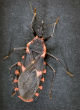 Image of 'Kissing bug' spreads Chagas disease in North America.