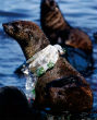 Image of The ocean is already full of plastic -but more is on its way (LiveScience).