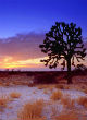 Image of The Mojave Desert contains water beneath its surface that is currently evaporating (HSID).