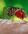 Image of At least nine people have been diagnosed with the Zika Virus in Florida (James Gathany/CDC).