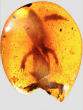 Image of 99-million-year-old creatures give scientists important insights (David Grimaldi).