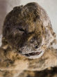 Image of Scientists want to bring 12,000-year-old lions to life (The Siberian Times).