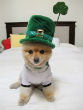 Image of How do YOU celebrate St. Patrick's Day (Sammy and the City)?