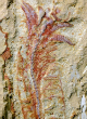 Image of The oldest nervous system ever to be discovered appears to be an armored shrimp (Yunnan University).