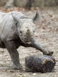 Image of Rhinos are killed for their horns, which natives believe can cure cancer (attackofthecute).