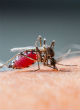 Image of Zika is expected to spread across the tropic and subtropical areas in Asia, Africa and the Americas (123rf).