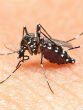 Image of Zika continues to lead to birth defects and prenatal deaths (Shutterstock).
