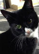 Image of Puss-Puss miraculously survived shotgun wounds (PA).