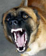 Image of ISIS leaders who fail their duties are now sentenced to death by dogs (HWT Image Library).