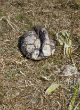 Image of A 7-year-old boy was executed for swearing while playing soccer with friends (Paul Roedding Photography).