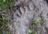 Image of Was Bigfoot sighted in Indonesia (YouTube)?