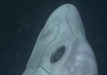 Image of What is this mechanical-looking fish?