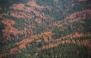 These trees are dead and they're not coming back. And they will burn.