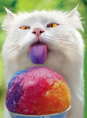 Check our some cute animals to brighten your day.