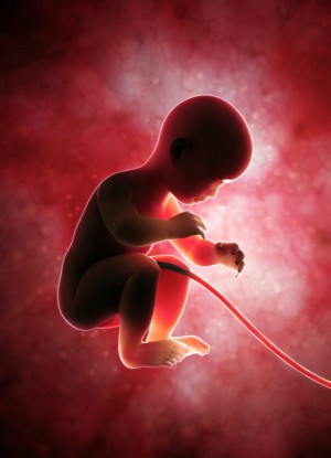 Baby or combination of cells?