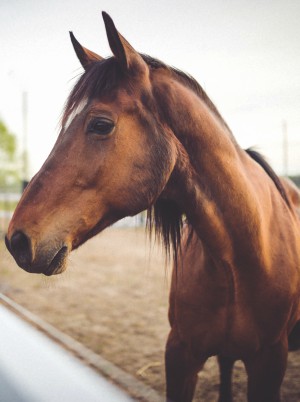 Evidence of stone tools used on a horse's jaw means humans arrived in North America thousands of years earlier than previously believed.
