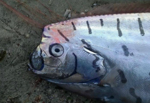 Oarfish sightings are rare and often associated with earthquakes.