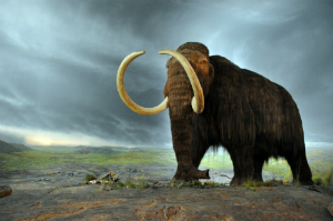 The mammoth went extinct around the same time the pyramids were under construction in Egypt.