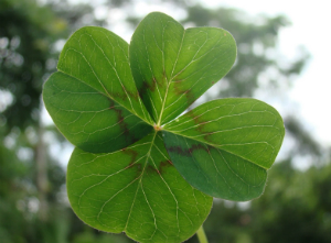 The shamrock is a well-known symbol of Ireland. The shamrock is a well-known symbol of Ireland.