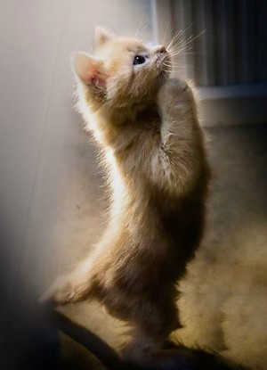 These purrr-fectly captured moments will melt your heart!