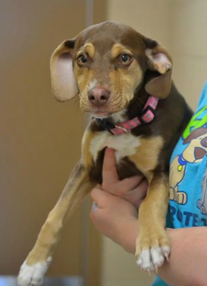 Peanut didn't let her past affect her feelings toward humans (Delta Animal Shelter/Facebook).