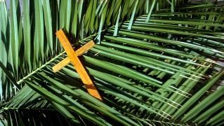 Pope Francis shares special message during Palm Sunday Mass.