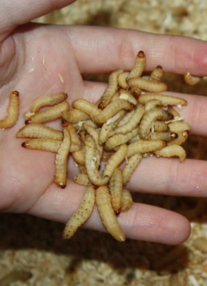 Are wax worms the answer to our plastic waste problem?