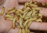 Image of Are wax worms the answer to our plastic waste problem?