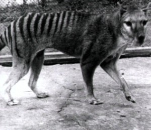 The last known Tasmanian tiger died in captivity in 1936 - but could they still be alive?