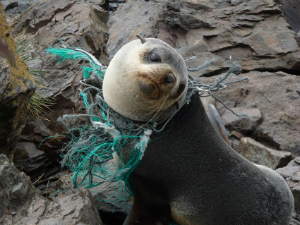 A sea lion is tangled in a net, the result of decades of human disregard for the environment.