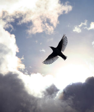 'Peace I leave with you; my peace I give to you. Not as the world gives do I give it to you.'
